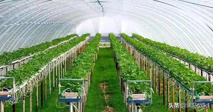 Kiểm soát sâu bệnh sinh học tại Israel