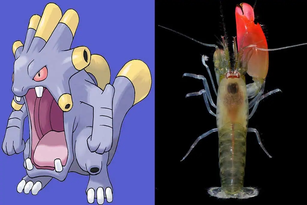 Tôm gõ mõ tấn công bằng bong bóng xâm thực nóng hàng ngàn độ C.