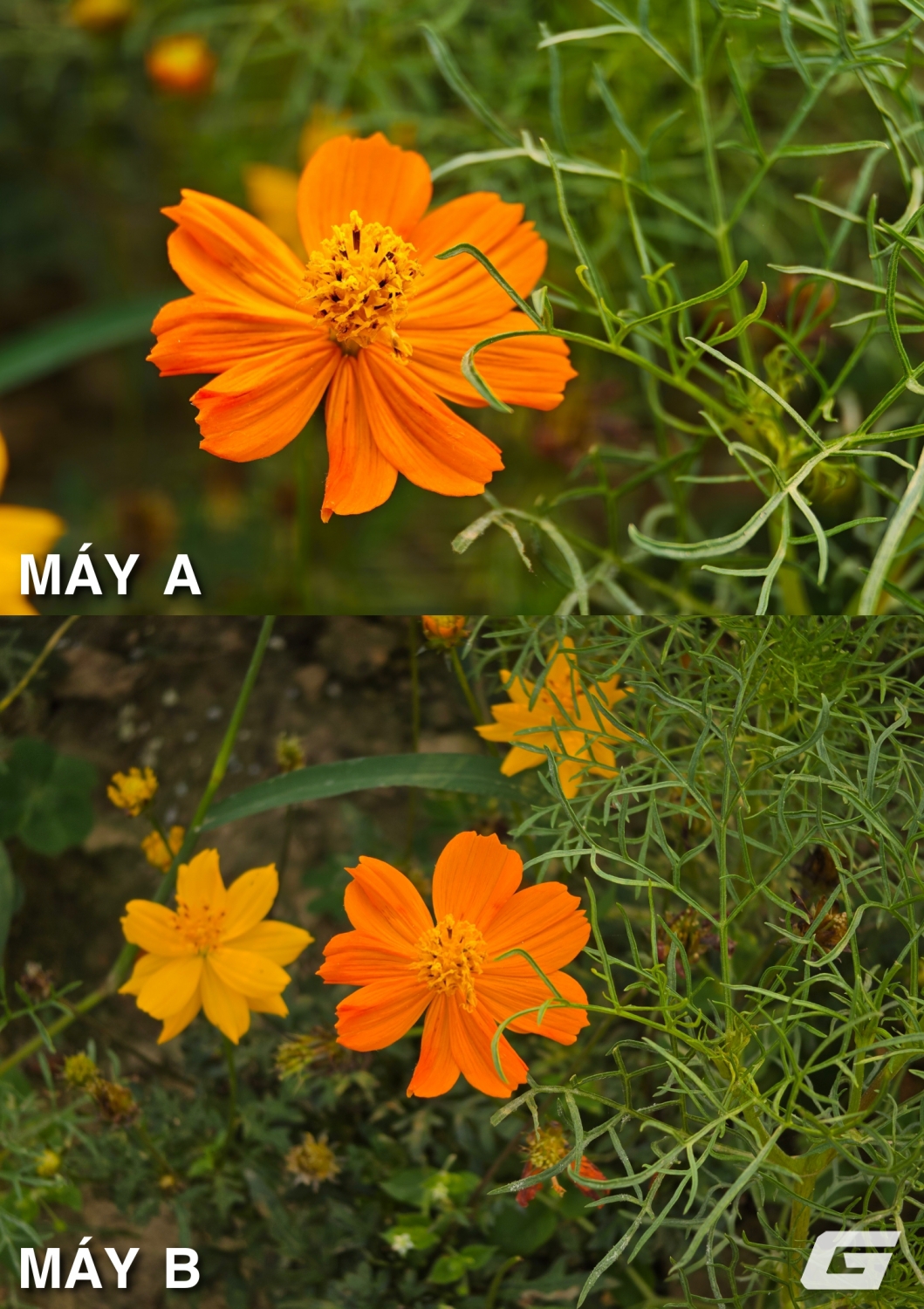 Chụp cận cảnh bằng camera zoom quang cao cấp