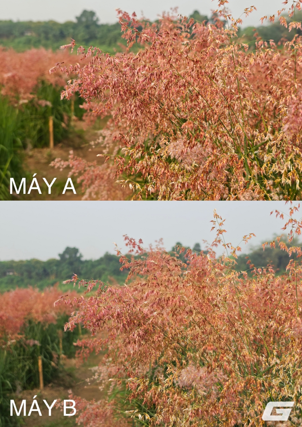 Ảnh chụp zoom giữa hai smartphone cao cấp