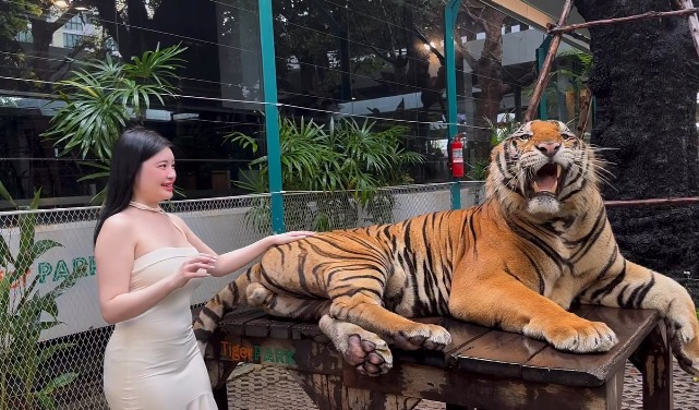 Hot girl quay video bên cạnh hổ trưởng thành