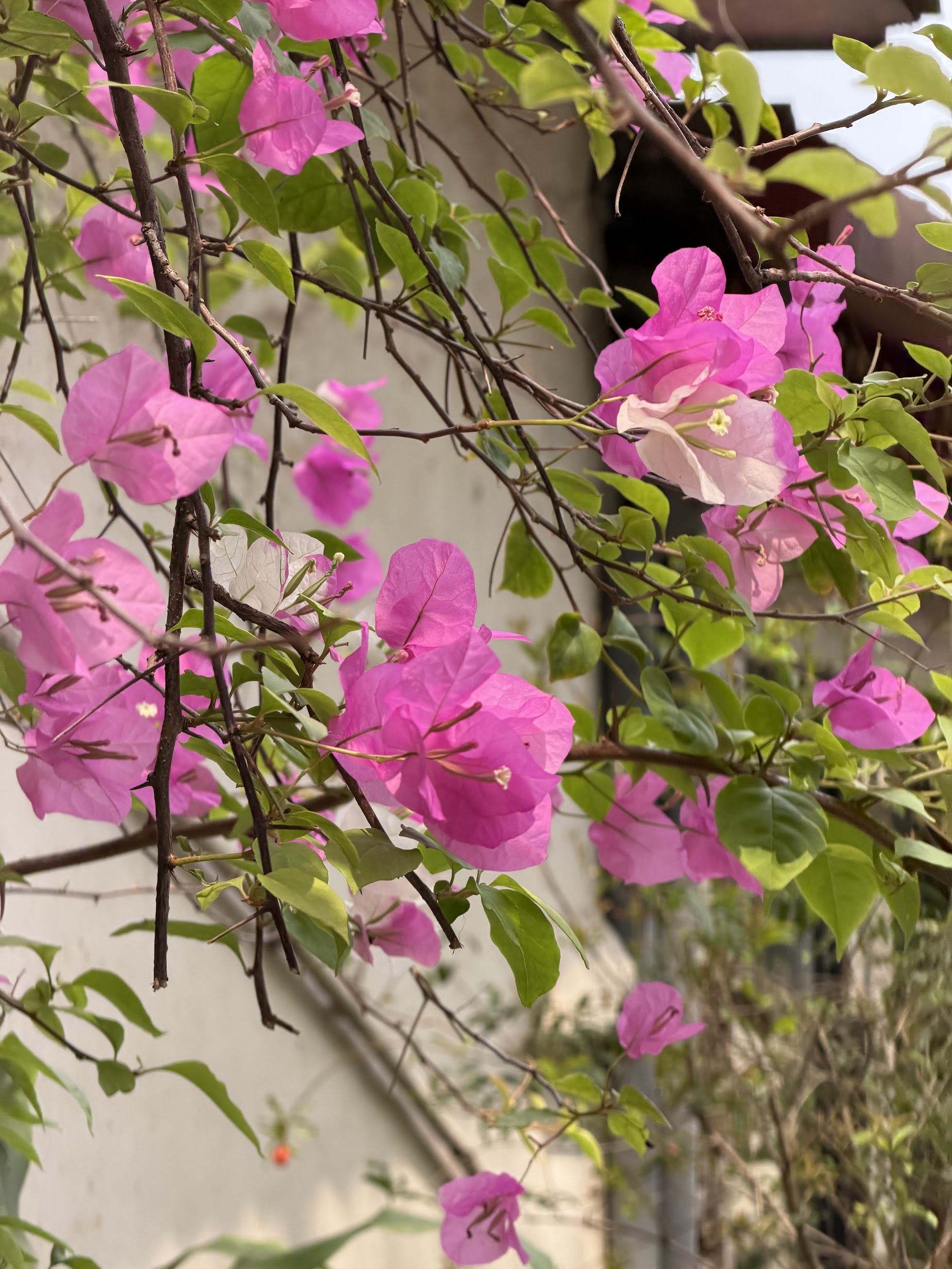 Zoom tele cố định trên smartphone cao cấp khác