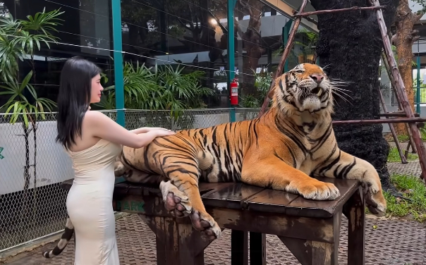 Hành động liều lĩnh đứng gần hổ trưởng thành