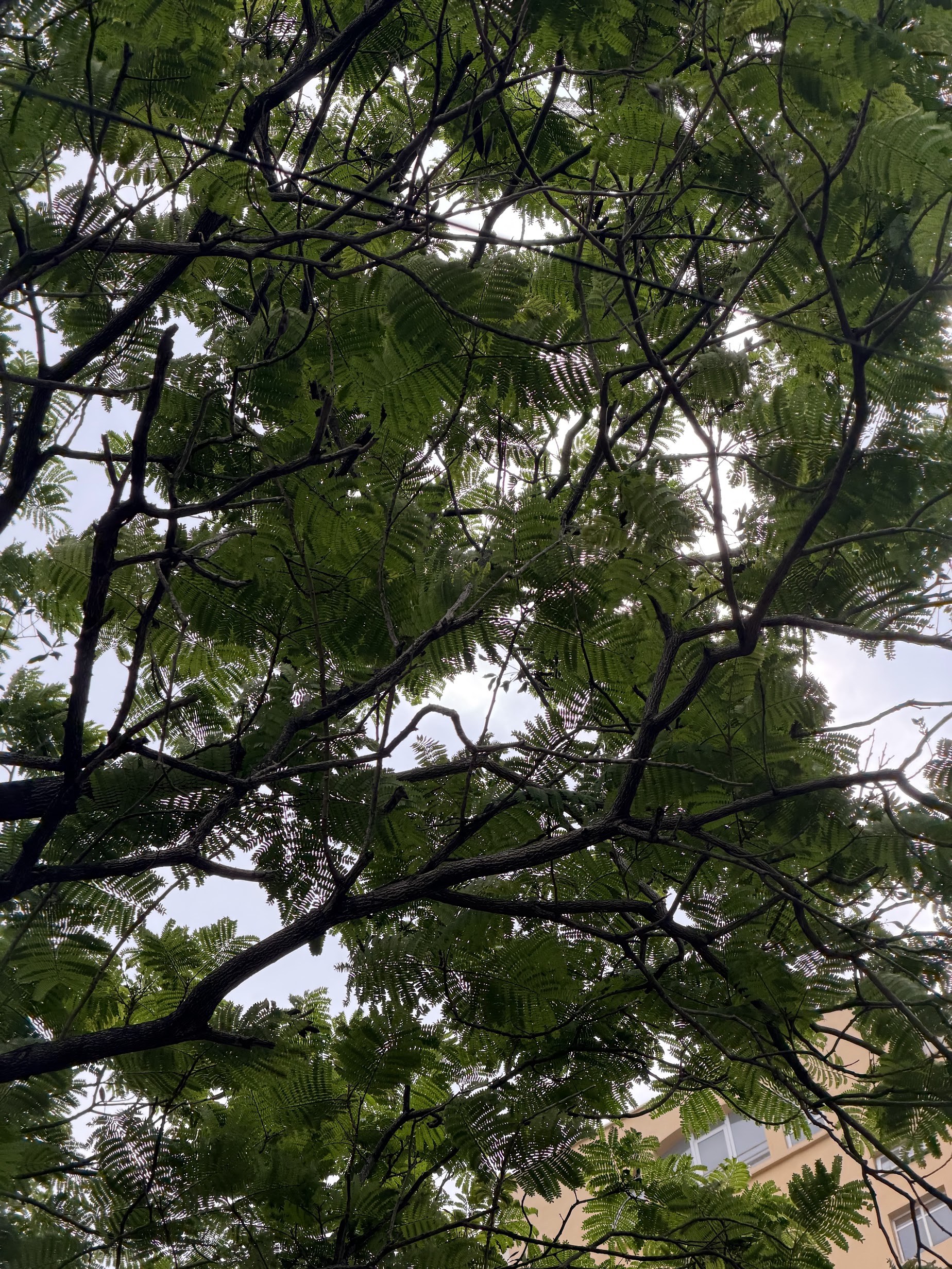 Xử lý ngược sáng Xiaomi vs iPhone