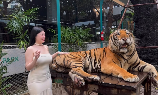 Hot girl liều lĩnh đứng cạnh hổ